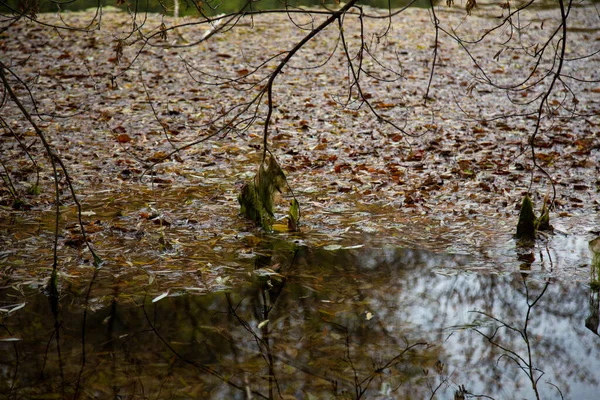 Břehu Jezera Podzimním Lese Podzimní Krajina — Stock fotografie