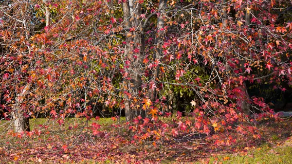 Güneşli bir sonbahar gününde güzel bir Japon kırmızı akçaağacı. Akçaağaç yaprakları, Ekim 'de ağacın etrafına düştü. — Stok fotoğraf