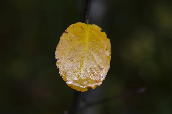 Podzimní listy, listy, barevné listy, podzim — Stock fotografie