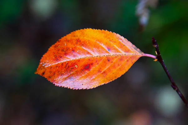 Hojas de otoño, hojas, hojas de color, otoño — Foto de Stock