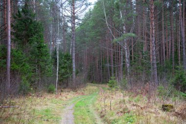 Sonbaharda Sisli Orman 'da Aydınlatılan Güneş Işıkları Yolu