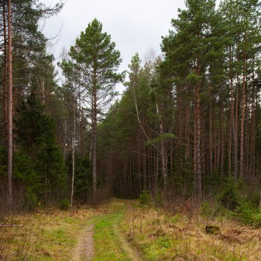 Sonbaharda Sisli Orman 'da Aydınlatılan Güneş Işıkları Yolu