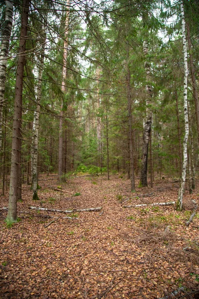 Sentiero pedonale attraverso la foresta nebbiosa in autunno illuminato bSunbeams — Foto Stock