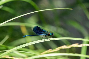 Bantlı Matmazel Calopteryx splendens, Calopterygidae familyasına ait bir kızböceği türüdür.