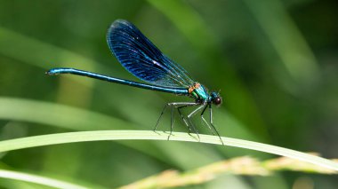 Bantlı Matmazel Calopteryx splendens, Calopterygidae familyasına ait bir kızböceği türüdür.