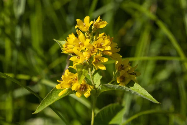 Закройте Желтые Цветки Колокольчика Llamachia Nummularia Aurea Ползущую Дженни Скале — стоковое фото