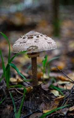 Şemsiye mantarı Macrolepiota procera meyveleri hamuru veya yumurta ve ekmek kırıntılarında dilimlenip kızartılarak yenebilir.