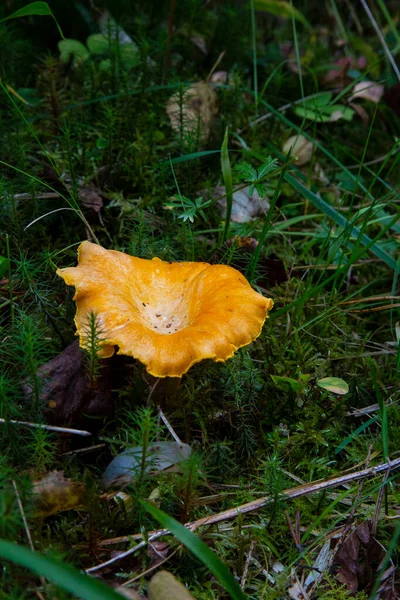 Cantharellus Cibarius Chanterelle苔の間の森の中で 虫のいない食用キノコ — ストック写真