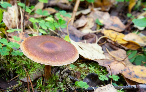 Σύννεφα Αγαρικού Μανιταριού Clitocybe Nebularis Ένα Από Ένα Στράτευμα Μανιταριών — Φωτογραφία Αρχείου