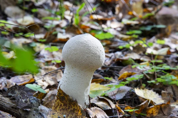 Közönséges Puffball Lycoperdon Perlatum Vagy Ördög Tubákos Doboza Gyümölcstestek Megehetők — Stock Fotó