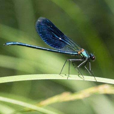 Bantlı Matmazel Calopteryx splendens, Calopterygidae familyasına ait bir kızböceği türüdür.
