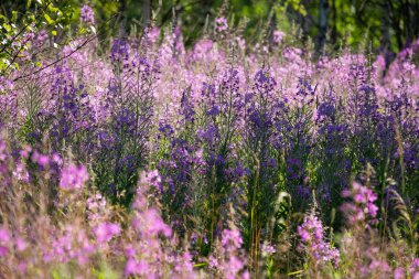 Chamaenerion angustifolium, fireweed, Great willowhere, Rosebay willowhere Onagraceae familyasına ait uzun ömürlü bir bitkidir. Bu bitkinin yosun yaprakları mayalanabilir..