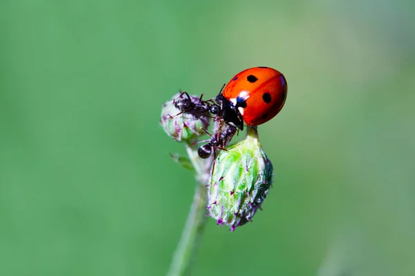 Coccinella Formiche Una Lama Verde Due Formiche Bandiscono Una Coccinella — Foto Stock