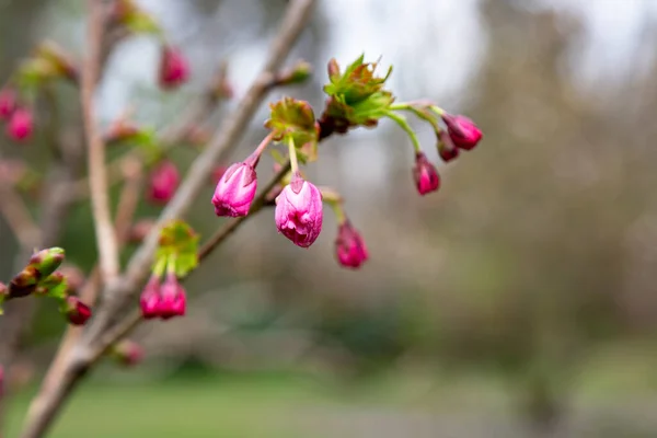 Plántulas Sakura Por Nombre Prunus Serrulata Real Borgoña Tops Los — Foto de Stock