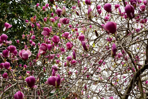 Spring Floral Background Beautiful Light Pink Magnolia Flowers Soft Light — Stock Photo, Image