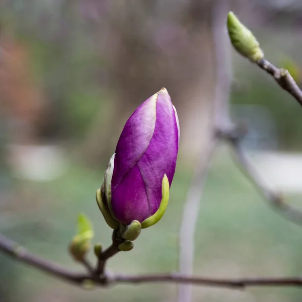 Gałąź Drzew Kwiatami Magnolii Pączek Kwiatu Magnolii Wczesną Wiosną Początek — Zdjęcie stockowe