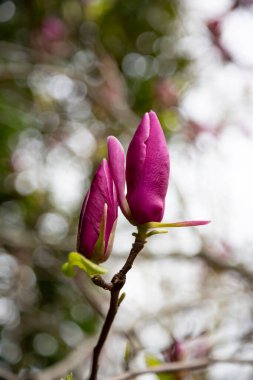 Manolya pembe çiçekleri, dalları kapatın, açık hava..