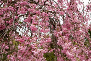 Pastel pembe ve beyaz arka planda solup giden güzel bahar kiraz çiçekleri. Yüzeyin derinliği. Geniş başlık boyutu.