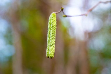 Yaygın fındık çiçekleri, Corylus avellana, yeni bir hayata başlama kavramı, ilkbahar başlangıcı.