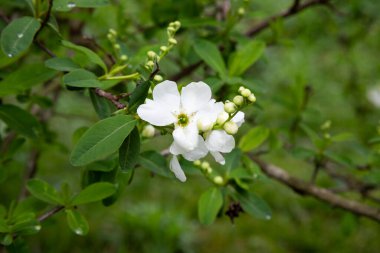 Bir demet beyaz exochorda tianshanica çiçeği ile güzel bokeh, bahar