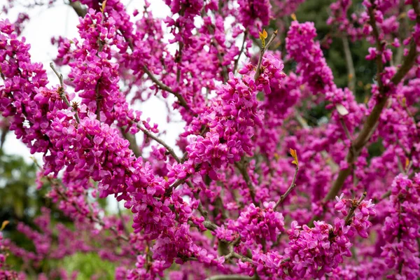 Cercis Siliquastrum Branches Pink Flowers Spring Inflorescence Small Purple Flowers — Stock Photo, Image