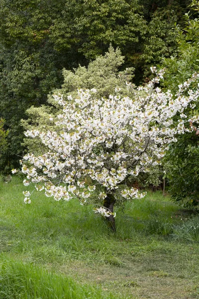 Blooming Branch Apple Tree Spring Tree Bloom — Stock Photo, Image