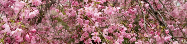 Blooming Branch Apple Tree Spring Tree Bloom — Stock Photo, Image