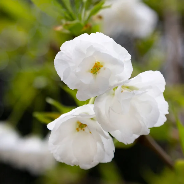 Ein Blühender Zweig Des Apfelbaums Frühling Ein Baum Blüte — Stockfoto