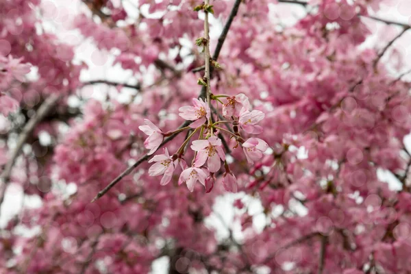 Blooming Branch Apple Tree Spring Tree Bloom — Stock Photo, Image