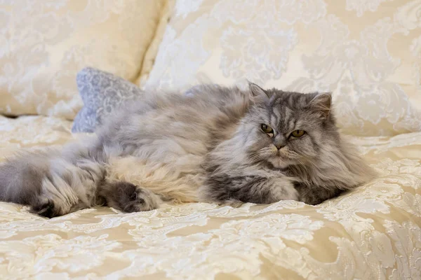 Graue Flauschige Schottische Hochlandkatze Mit Glatten Langen Haaren Großen Orangefarbenen — Stockfoto