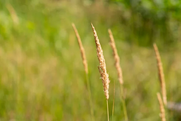 Achnatherum calamagrostis plants, family of cereals. Golden spikelets in the field, August. meadow, natural background