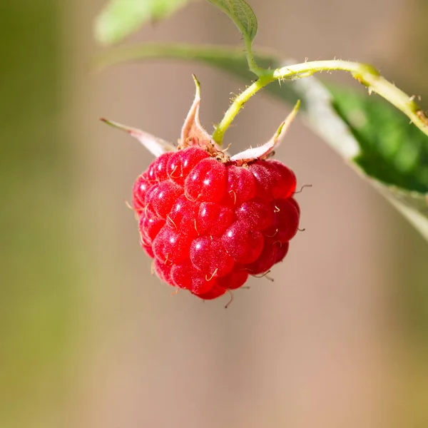 Detail Red Fruit Wild Raspberry Ripe Wild Berries Branch Summer — Stock Photo, Image