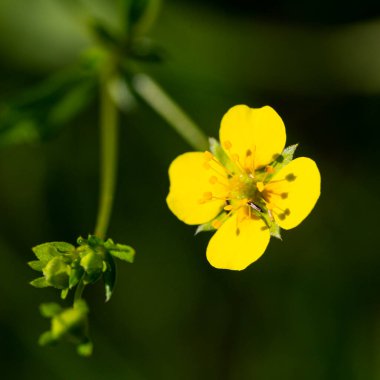 Sarı düğün çiçeği Ormanda Potentilla recta