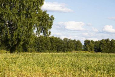 Rus kırsalının doğası: tarla, huş ağacı ormanı, güzel bulutlu gökyüzü.