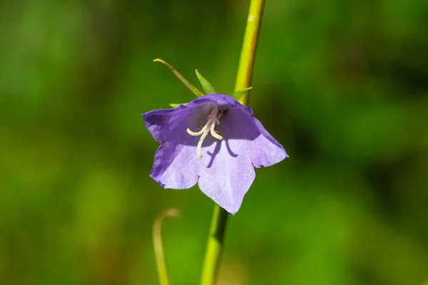 Kronärtskocka Campanula Persicifolia Blå Klocka Gren Skogen — Stockfoto