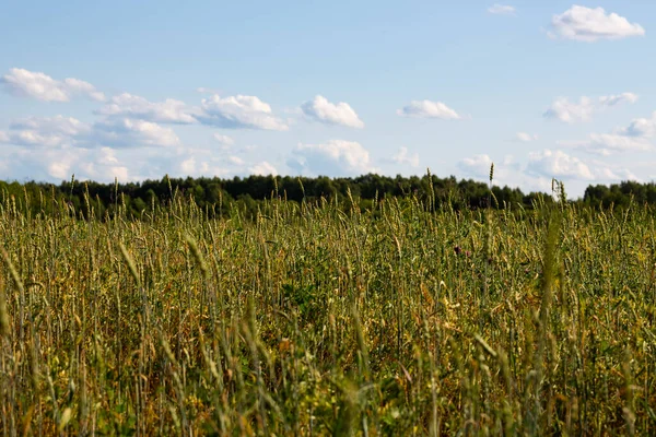 Campo Grano Verde Sullo Sfondo Della Foresta Cielo Blu Estate — Foto Stock