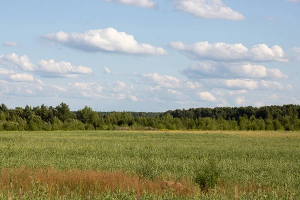 Erba Verde Campo Una Foresta All Orizzonte Cielo Blu Una — Foto Stock