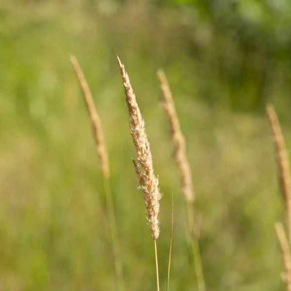 Achnatherum Calamagrostis Piante Famiglia Cereali Punte Oro Sul Campo Agosto — Foto Stock