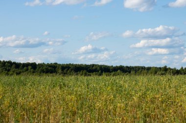 Bir yaz gününde arka planda mavi gökyüzü olan bir buğday tarlası.