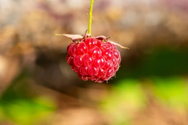 Detail Red Fruit Wild Raspberry Ripe Wild Berries Branch Summer — Stock Photo, Image