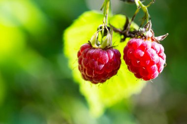 İki olgun kırmızı orman böğürtleni bulanık yeşil bir arka planda, yaz tatlısı.