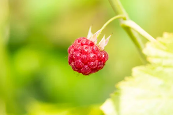 Detail Red Fruit Wild Raspberry Ripe Wild Berries Branch Summer — Stock Photo, Image
