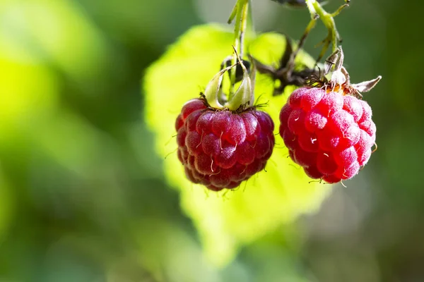 Two Ripe Red Berries Forest Raspberries Blurry Green Background Summer — Stock Photo, Image
