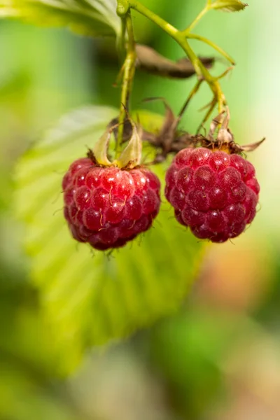 Two Ripe Red Berries Forest Raspberries Blurry Green Background Summer — Stock Photo, Image