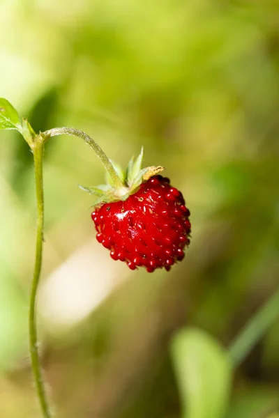 딸기와 초원에 가까이 — 스톡 사진