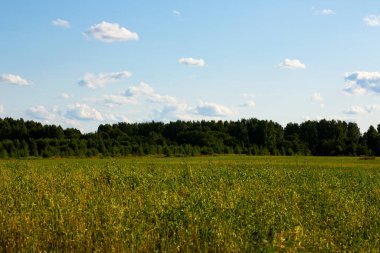 Yeşil çimen tarlası ufukta bir orman ve yaz günü mavi bir gökyüzü.