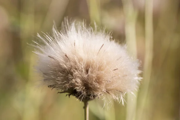 A lonely fluffy dandelion. Autumn dandelion on a blurry green background. Dandelions after flowering.