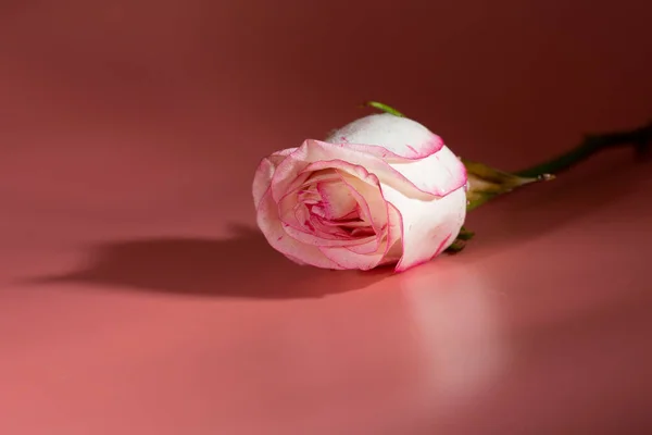 Rose Rouge Blanche Sur Fond Rose Dans Les Pétales Gouttes — Photo