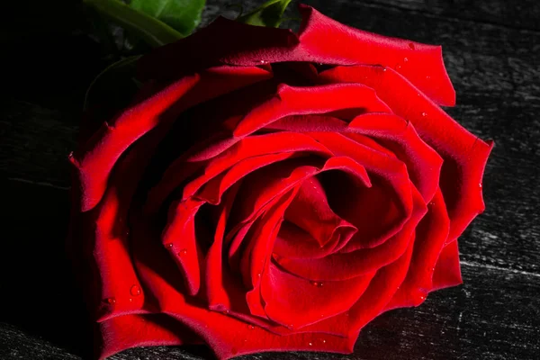 Ενιαίο Μεγάλο Όμορφο Κόκκινο Τριαντάφυλλο Σταγόνες Βροχής Μαύρο Φόντο Close — Φωτογραφία Αρχείου