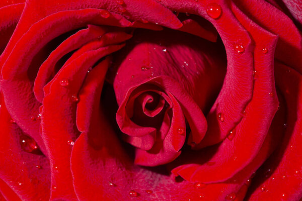 Fresh dark red roses close up texture background macro